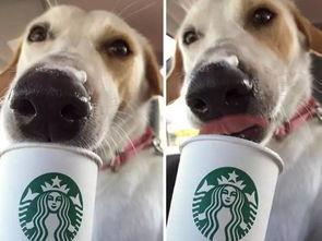 娱乐吃瓜酱狗狗领冰淇淋