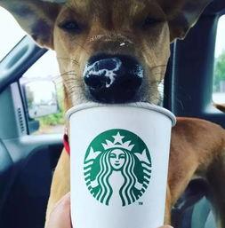 娱乐吃瓜酱狗狗领冰淇淋