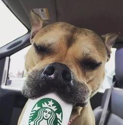 娱乐吃瓜酱狗狗领冰淇淋